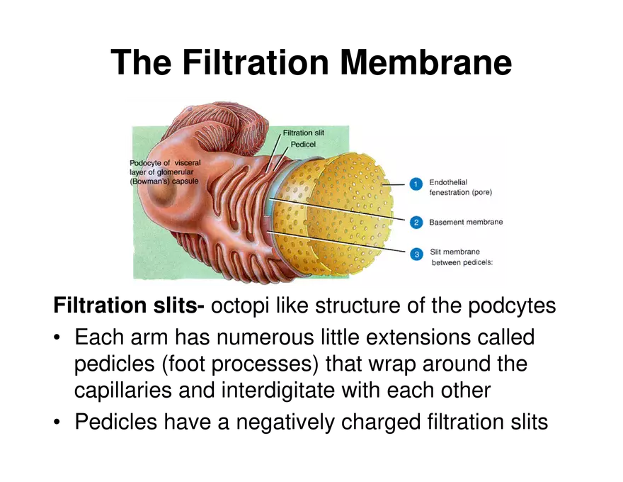 Urinary System Lecture - Page 38