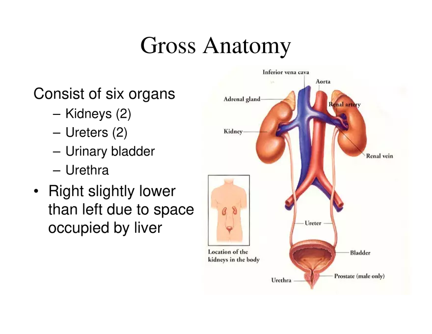 Urinary System Lecture - Page 2