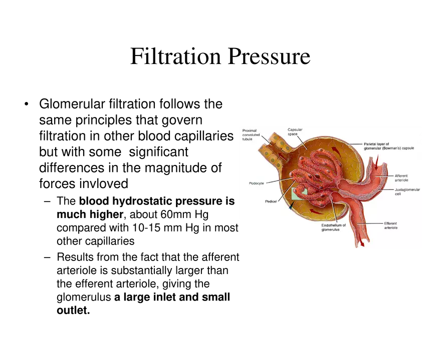 Urinary System Lecture - Page 47