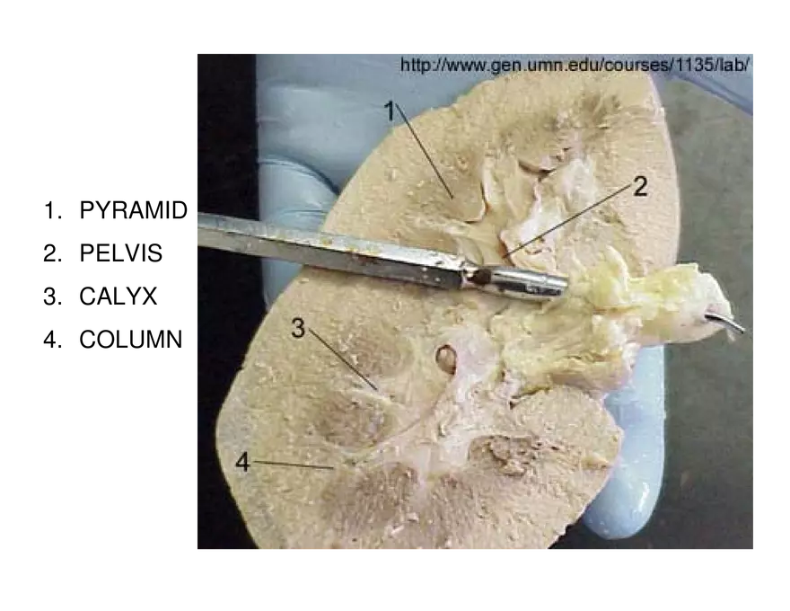 Urinary System Lecture - Page 3