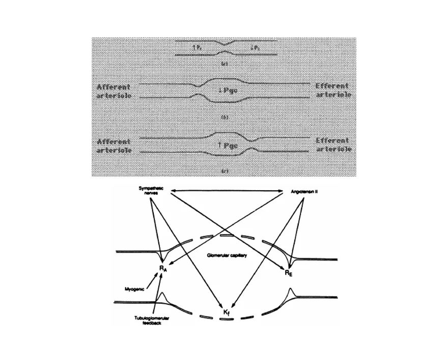 Urinary System Lecture - Page 62