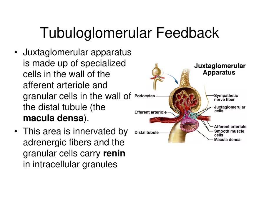 Urinary System Lecture - Page 63