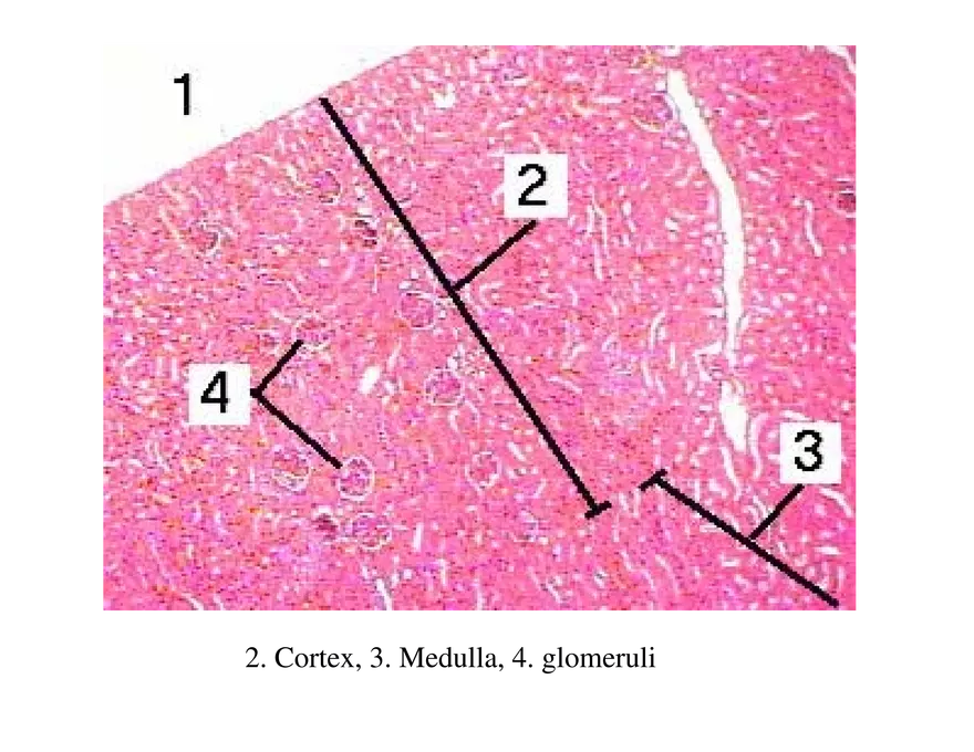 Urinary System Lecture - Page 4