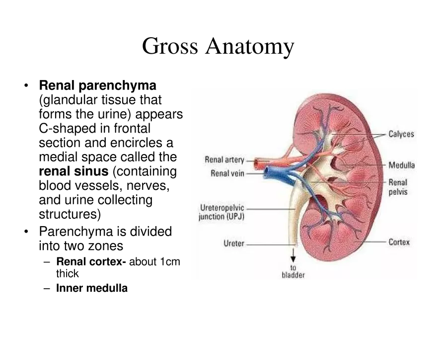 Urinary System Lecture - Page 68