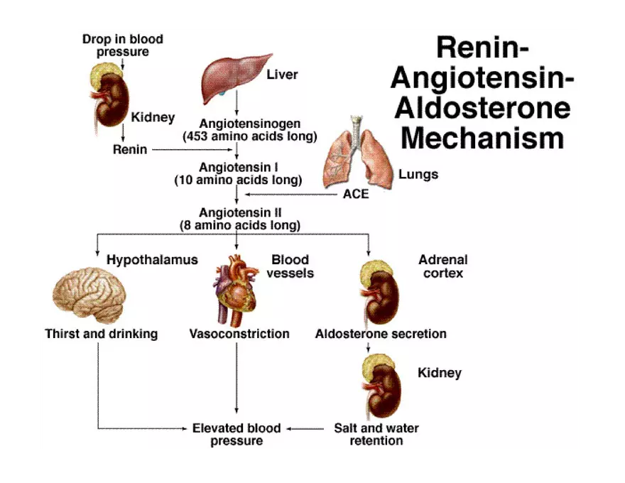 Urinary System Lecture - Page 69