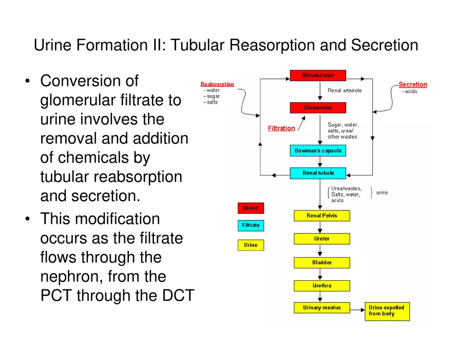 Urinary System Lecture - Page 70