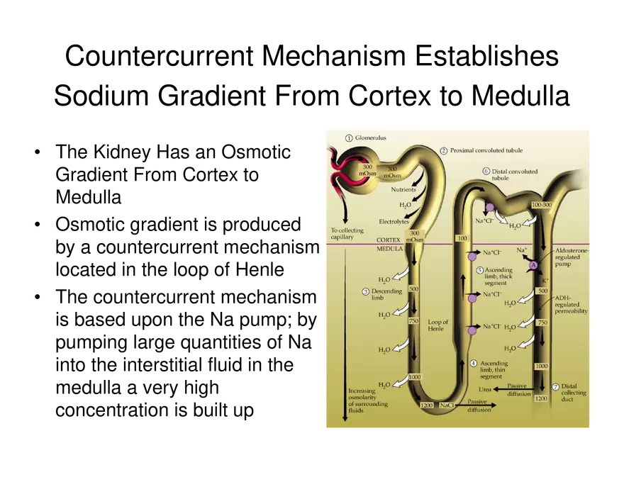 Urinary System Lecture - Page 75