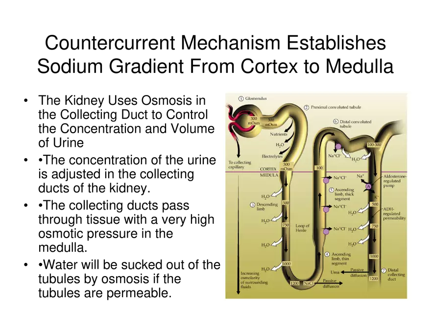 Urinary System Lecture - Page 76