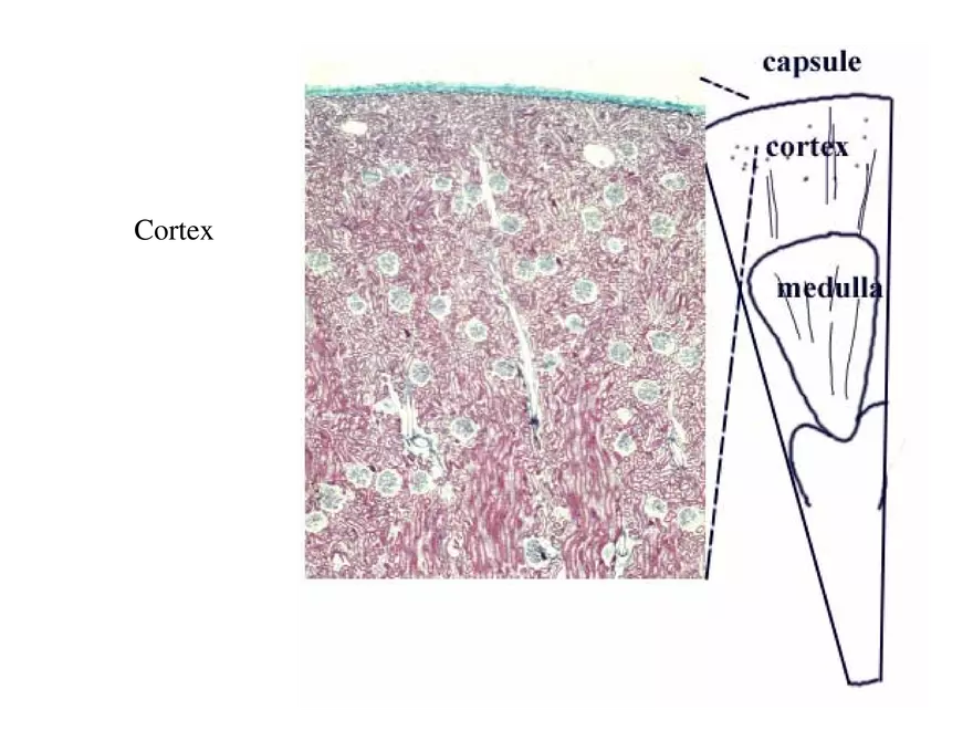 Urinary System Lecture - Page 5
