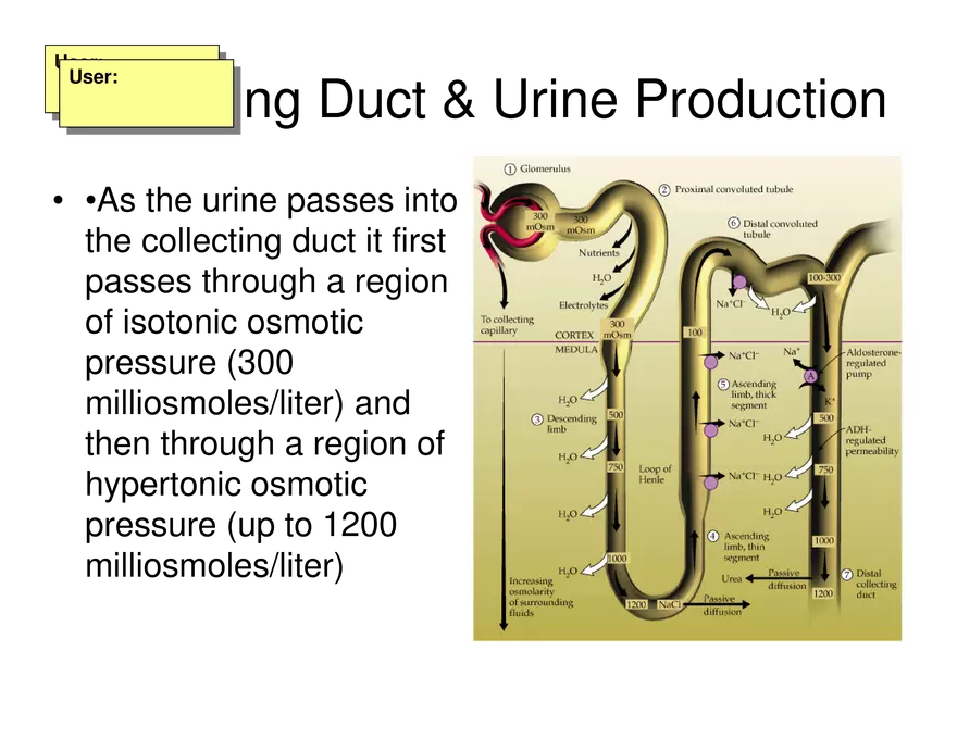 Urinary System Lecture - Page 77