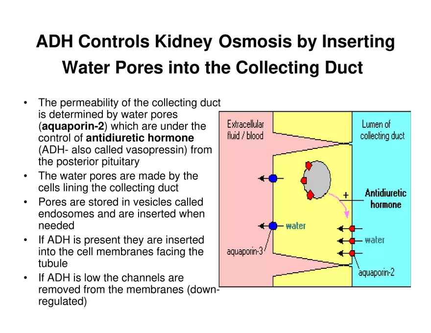 Urinary System Lecture - Page 80