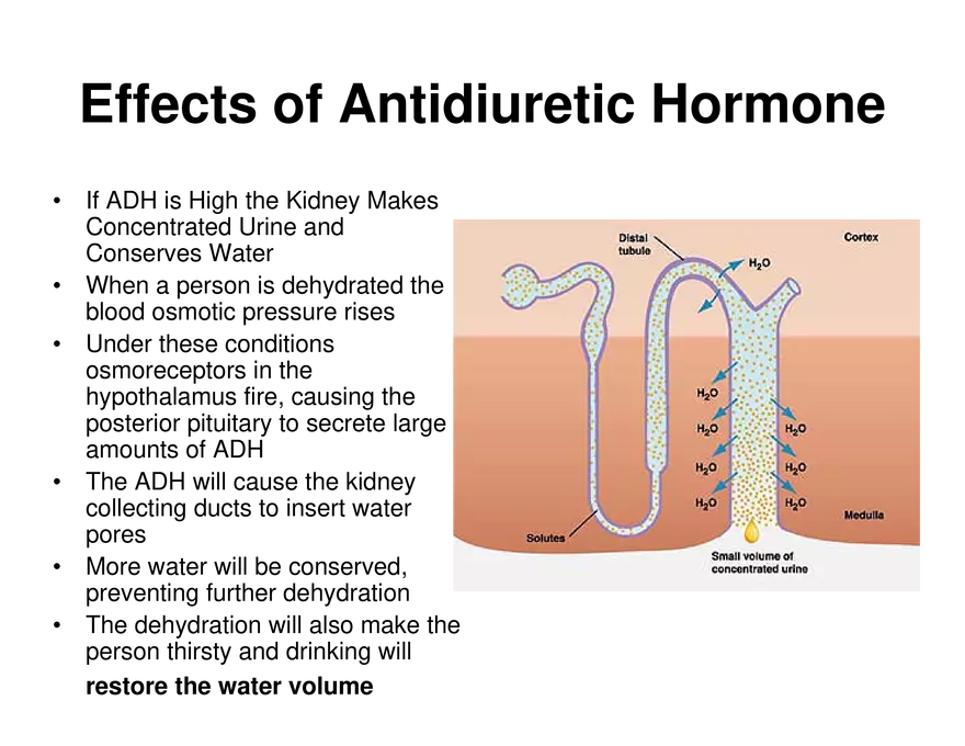 Urinary System Lecture - Page 81