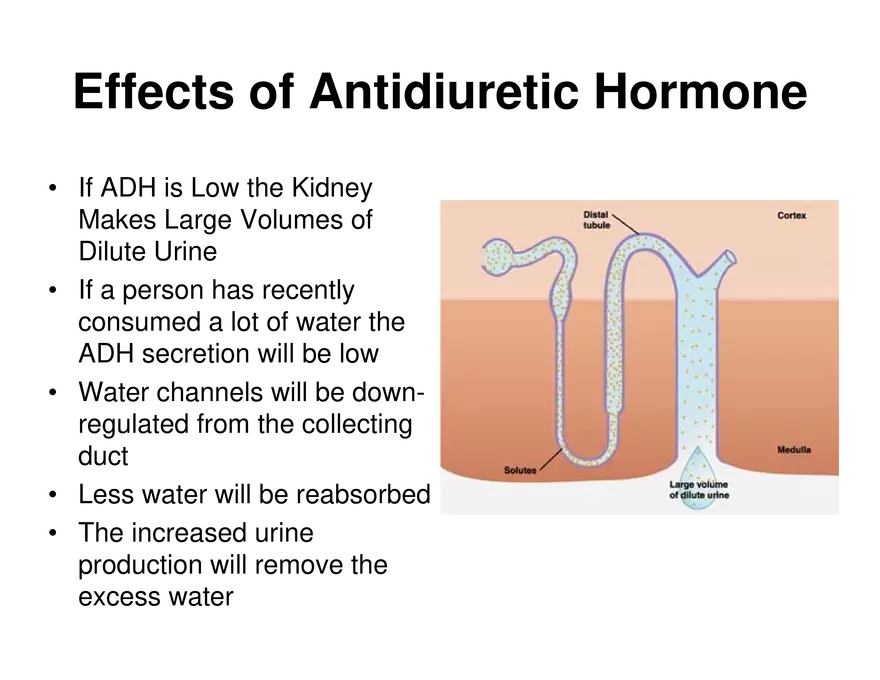 Urinary System Lecture - Page 82