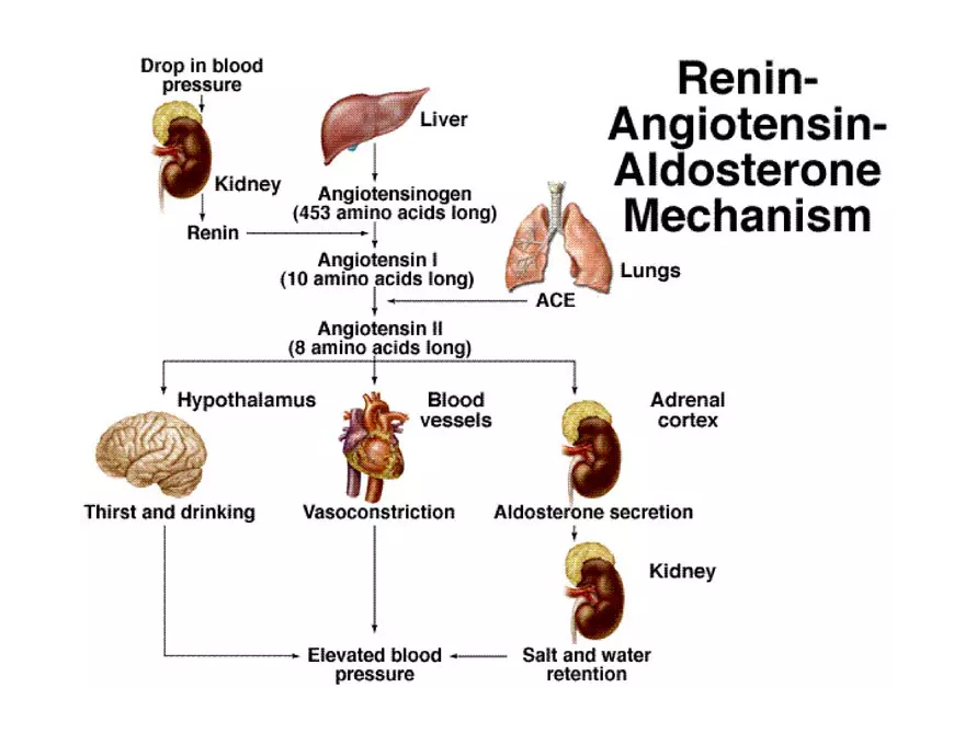 Urinary System Lecture - Page 86