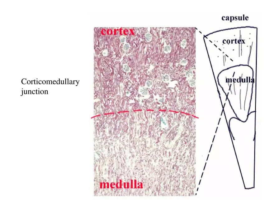 Urinary System Lecture - Page 6