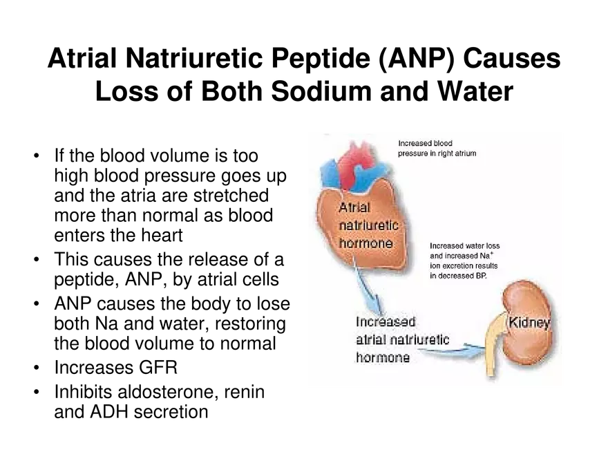 Urinary System Lecture - Page 87