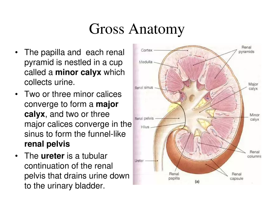 Urinary System Lecture - Page 90
