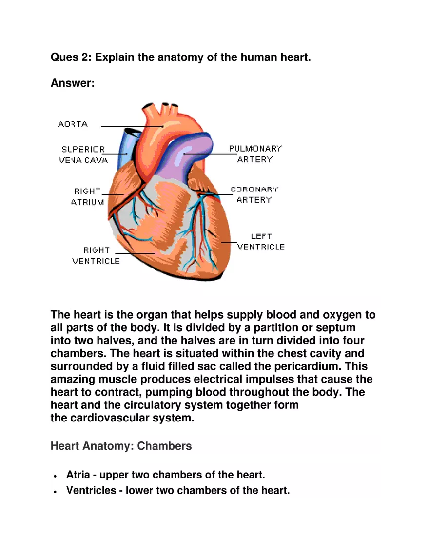 Explain the Anatomy of the Human Heart - Page 1
