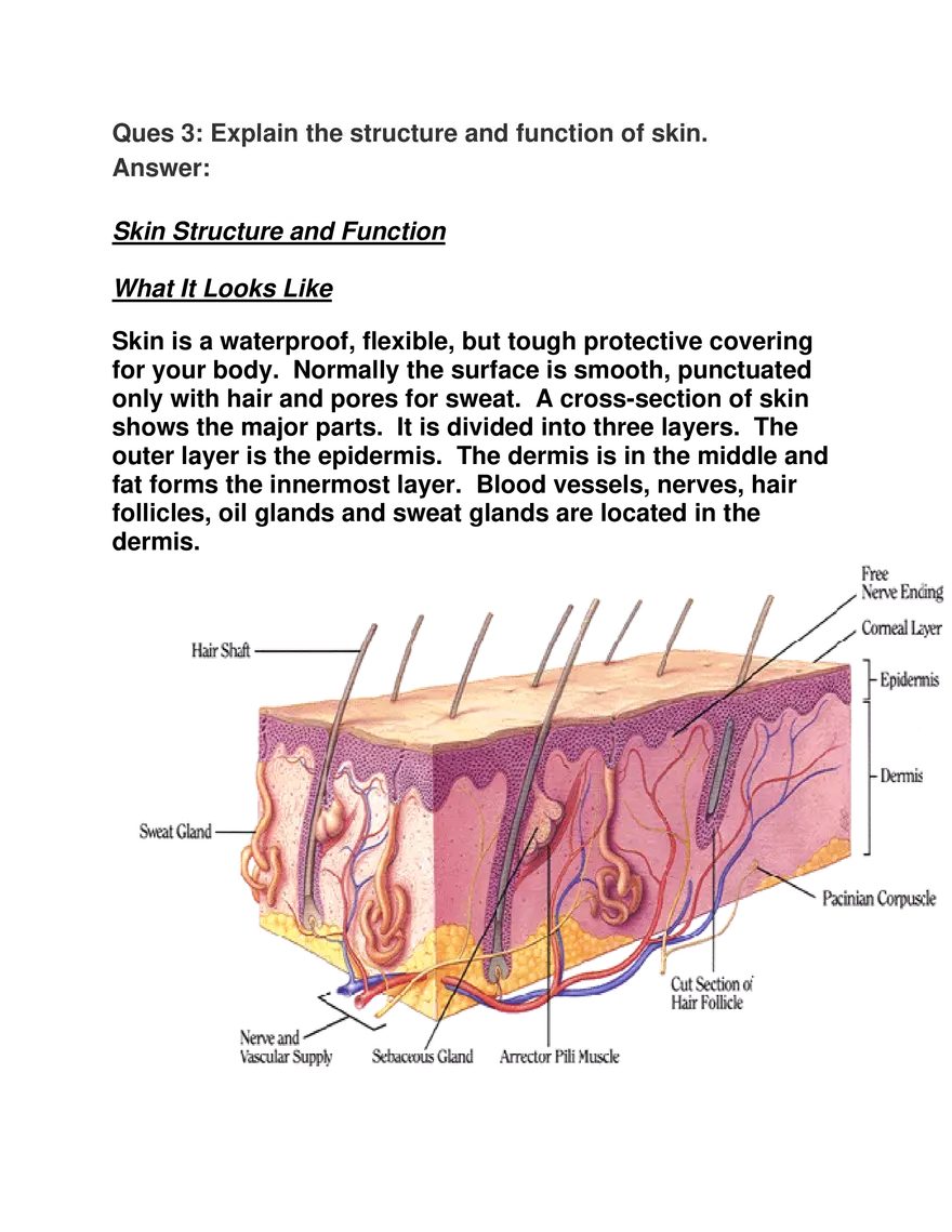 Explain the Structure and Function of Skin - Page 1