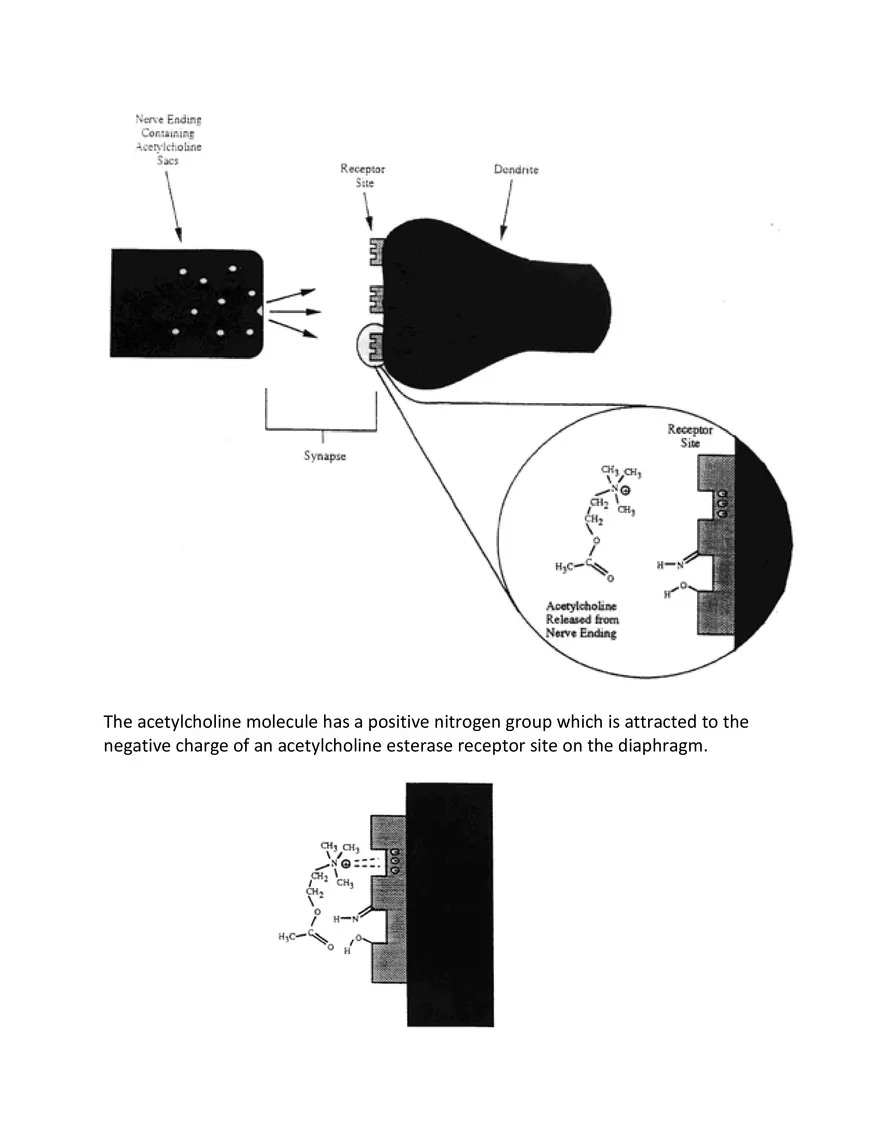 The Mechanism of Human Respiration in Detail - Page 2