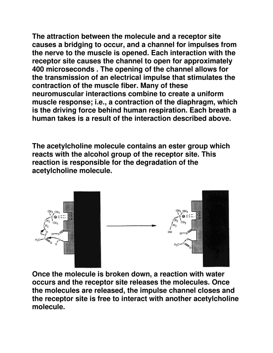 The Mechanism of Human Respiration in Detail - Page 3