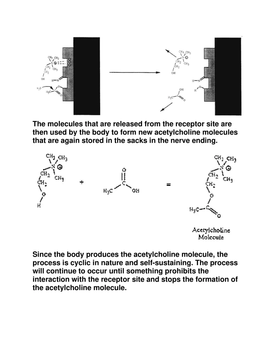 The Mechanism of Human Respiration in Detail - Page 4