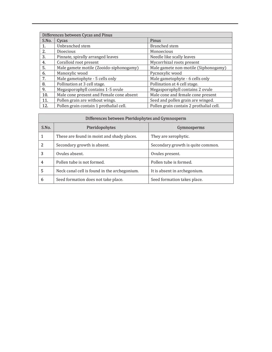Gymnosperms - Page 8
