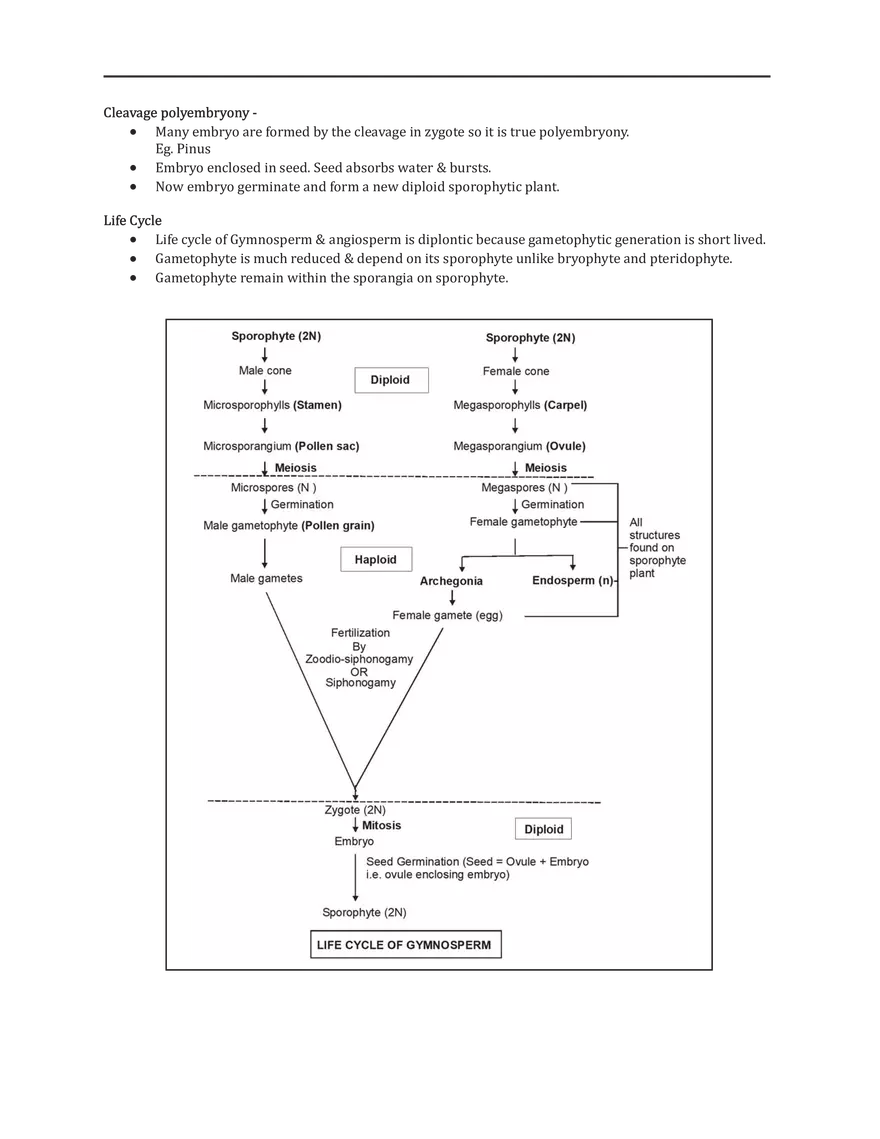 Gymnosperms - Page 4