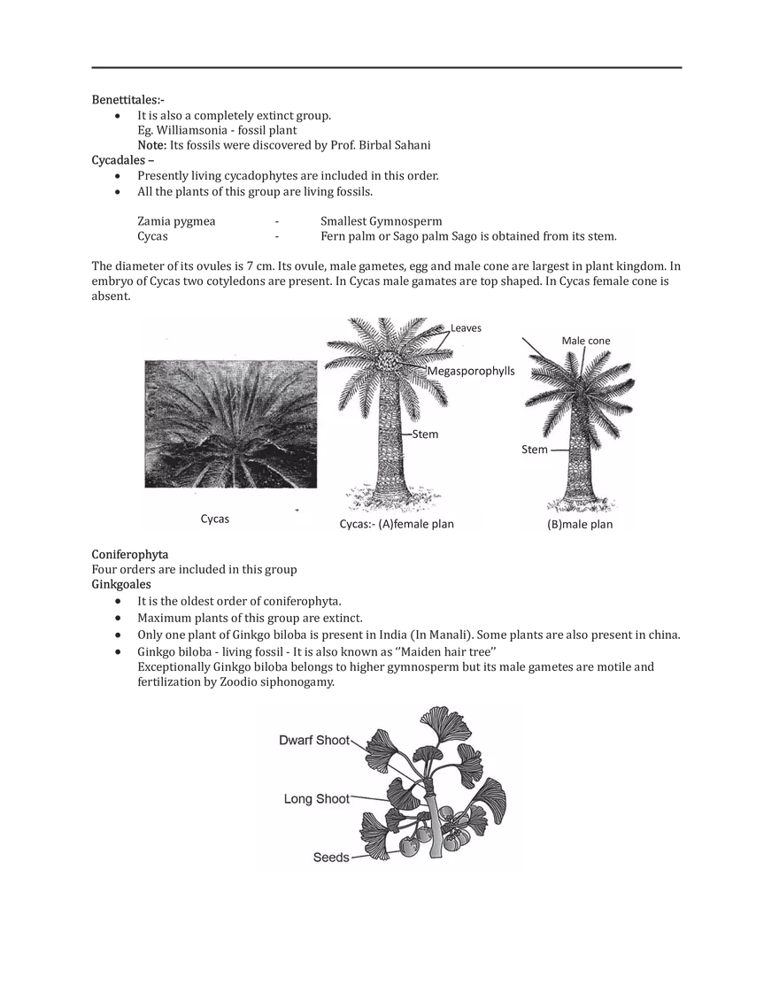 Gymnosperms - Page 6