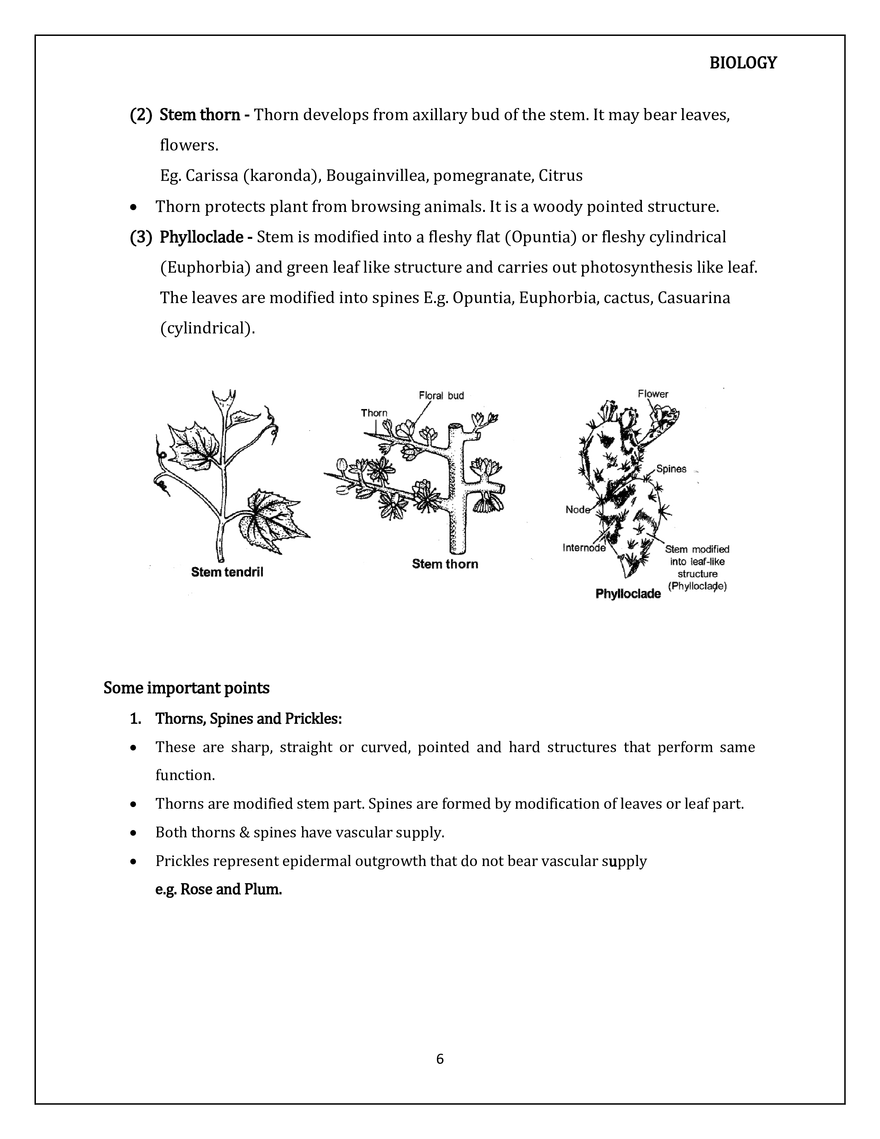Morphology of Flowering Plants. The Stem - Page 7
