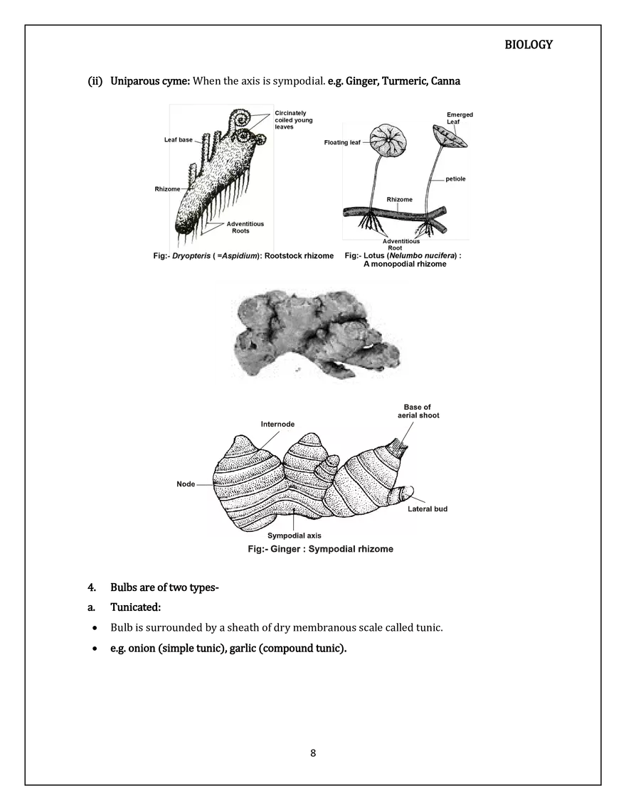 Morphology of Flowering Plants. The Stem - Page 9