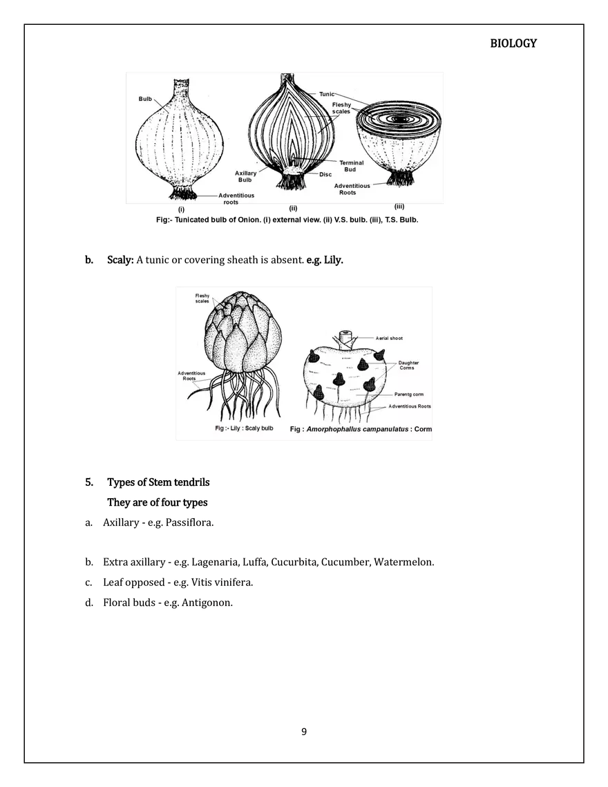 Morphology of Flowering Plants. The Stem - Page 10