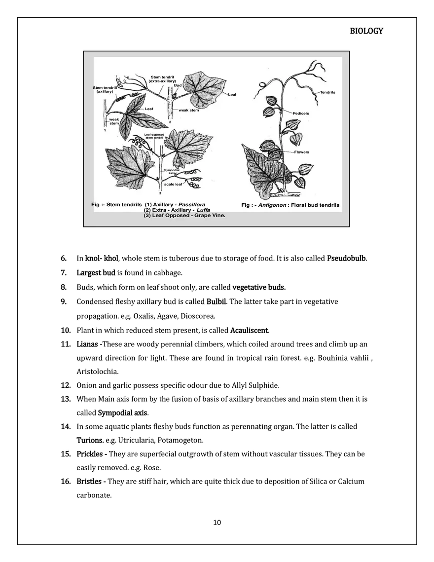 Morphology of Flowering Plants. The Stem - Page 11
