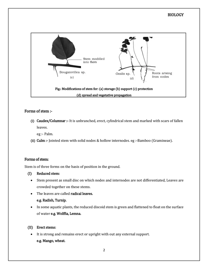 Morphology of Flowering Plants. The Stem - Page 2