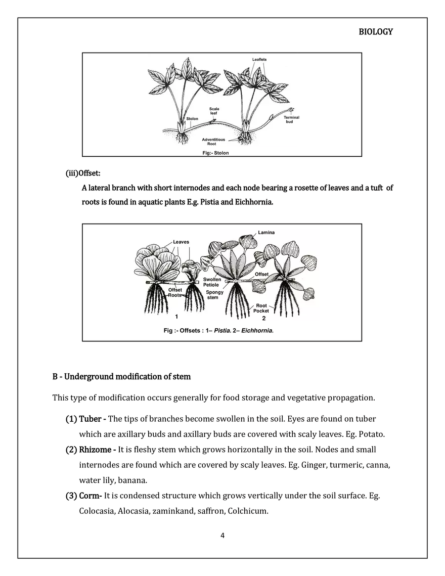 Morphology of Flowering Plants. The Stem - Page 5