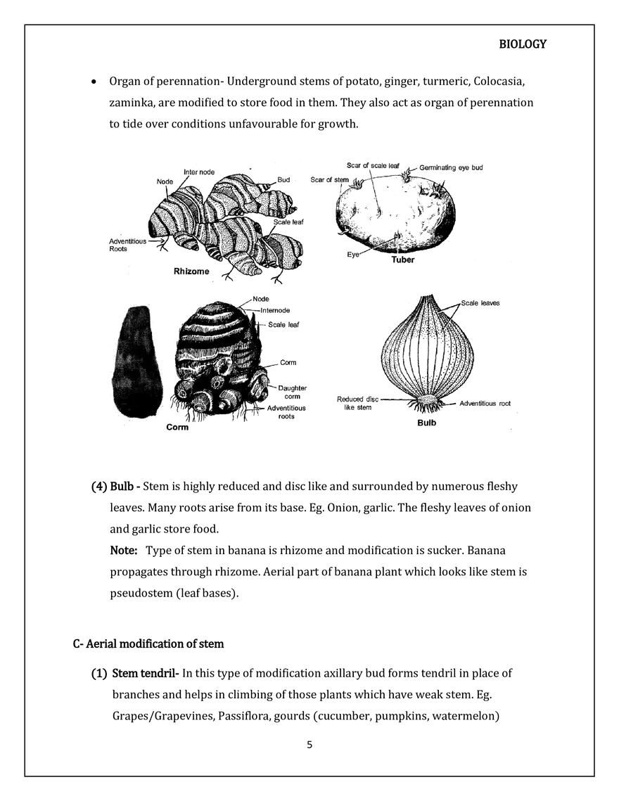 Morphology of Flowering Plants. The Stem - Page 6