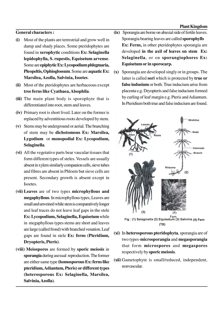 Plant Kingdom - Page 15