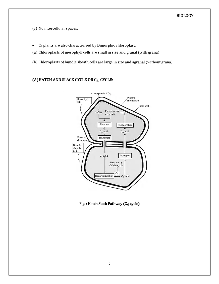 The C4 Pathway - Page 2