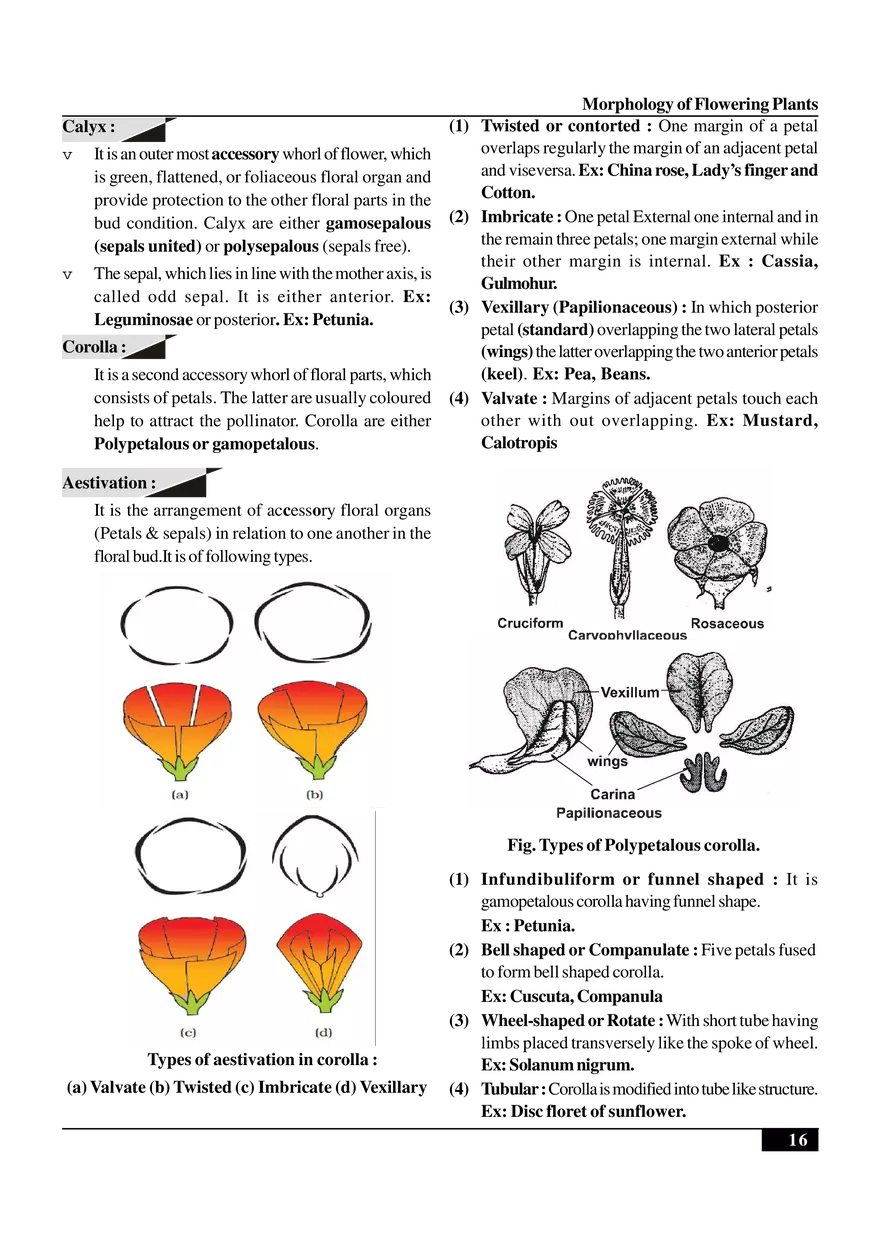 Morphology of Flowering Plants - Page 8