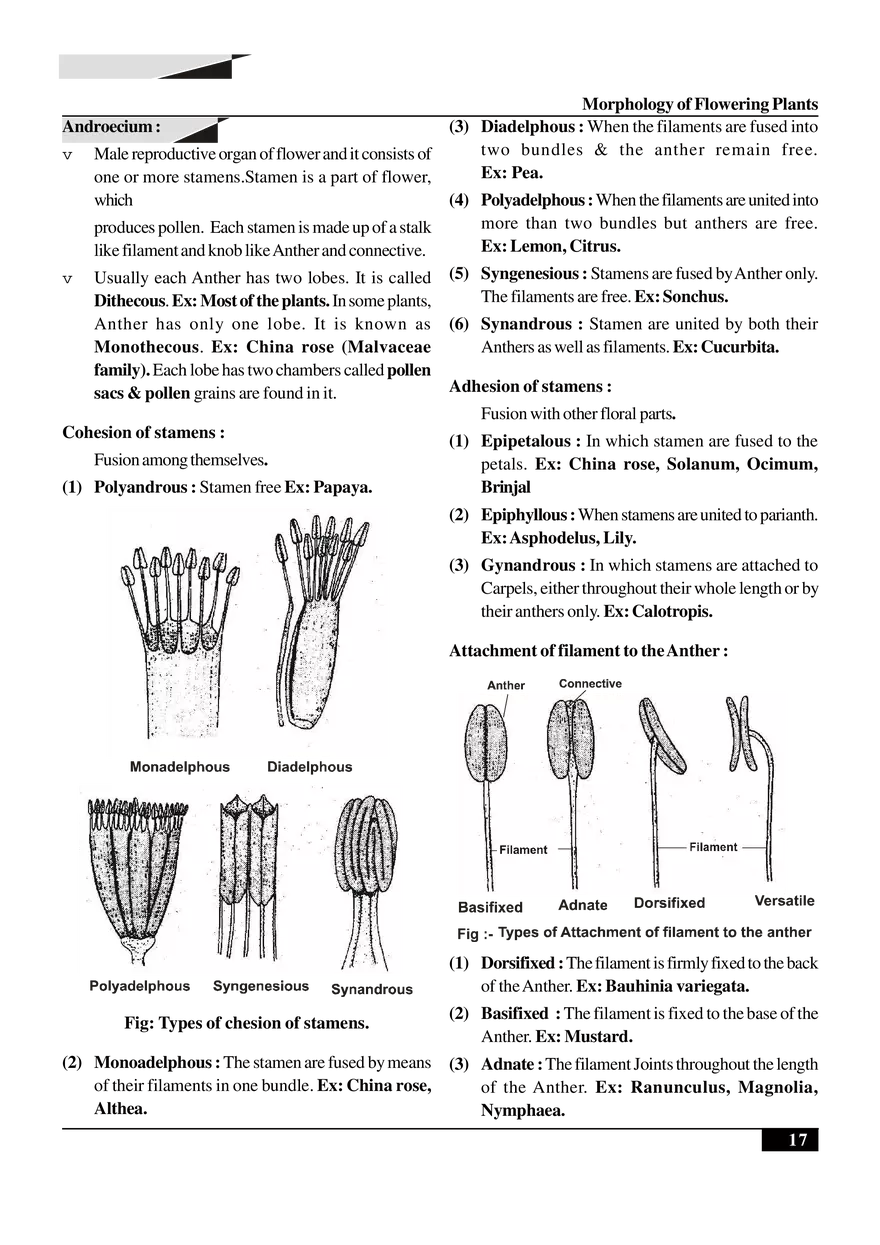 Morphology of Flowering Plants - Page 9