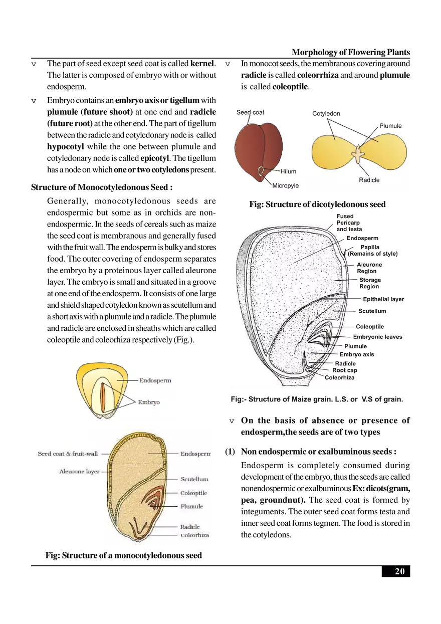 Morphology of Flowering Plants - Page 12