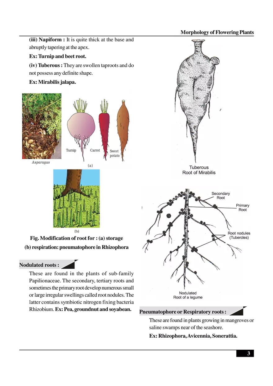 Morphology of Flowering Plants - Page 13