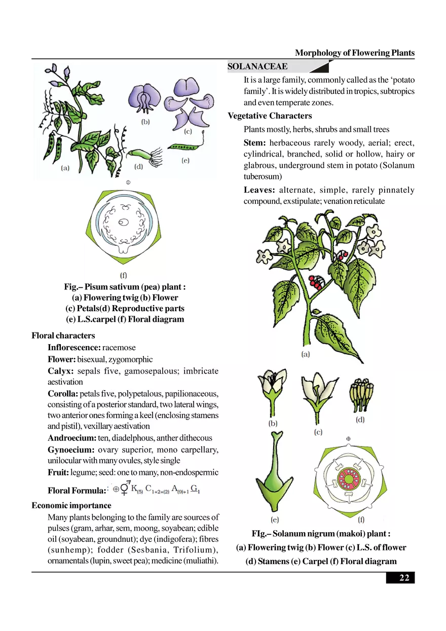 Morphology of Flowering Plants - Page 15