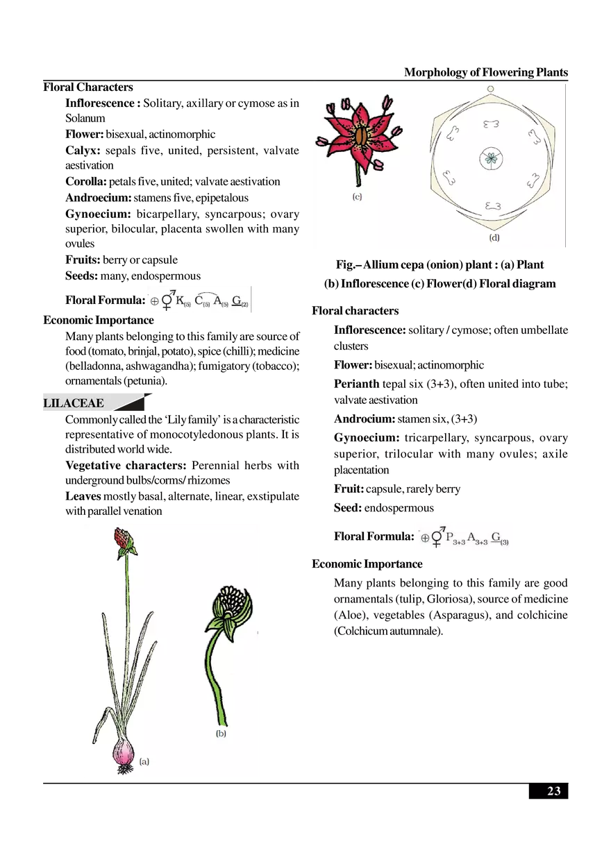 Morphology of Flowering Plants - Page 16
