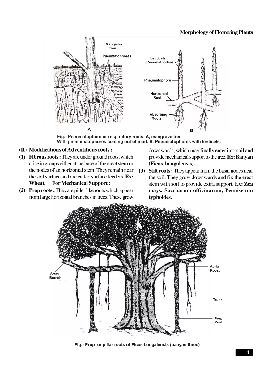 Morphology of Flowering Plants - Page 17