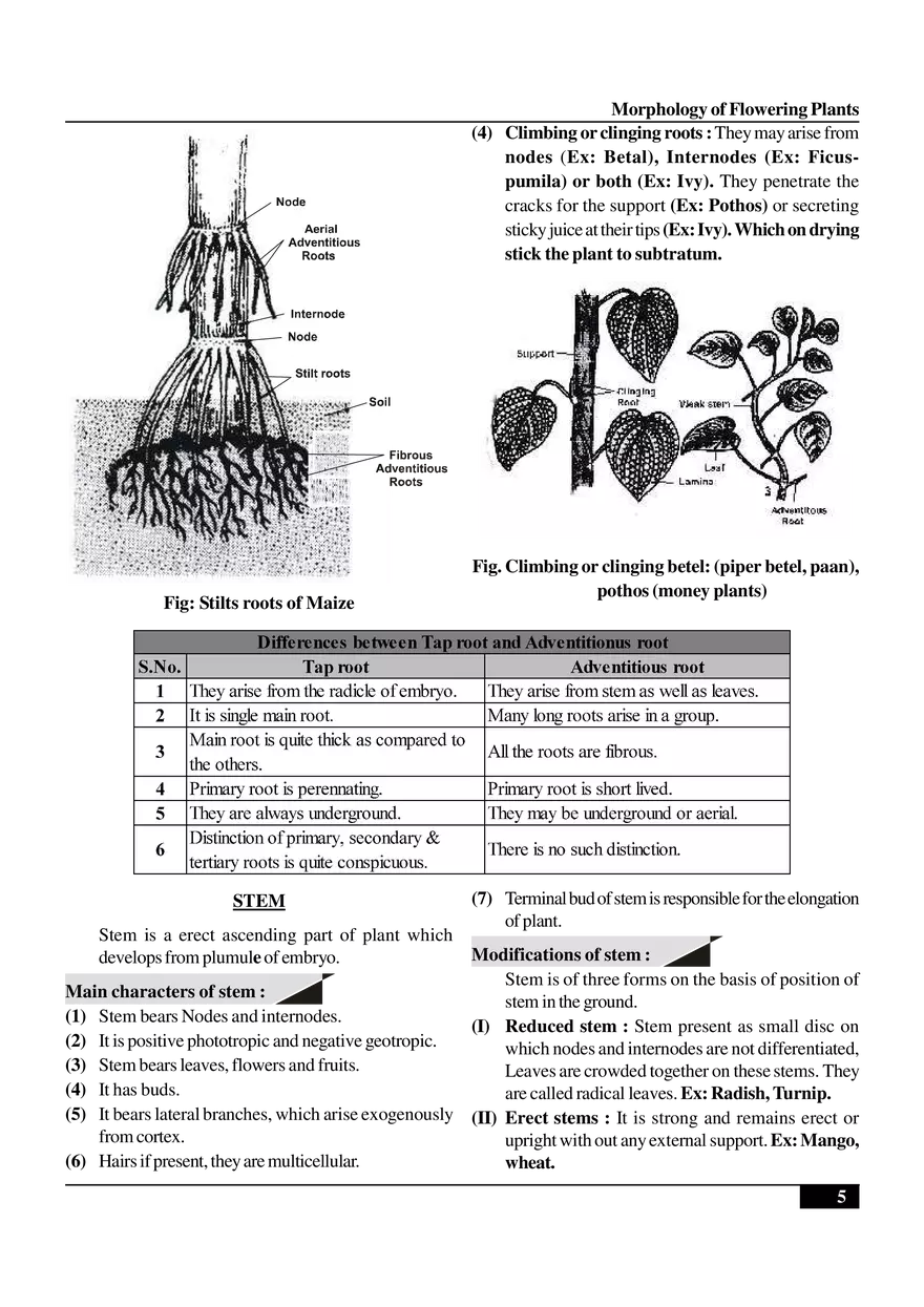 Morphology of Flowering Plants - Page 18