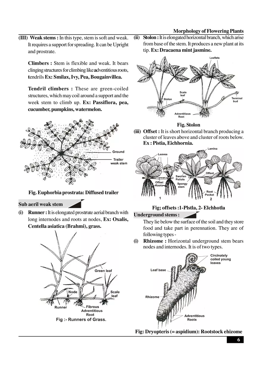 Morphology of Flowering Plants - Page 19