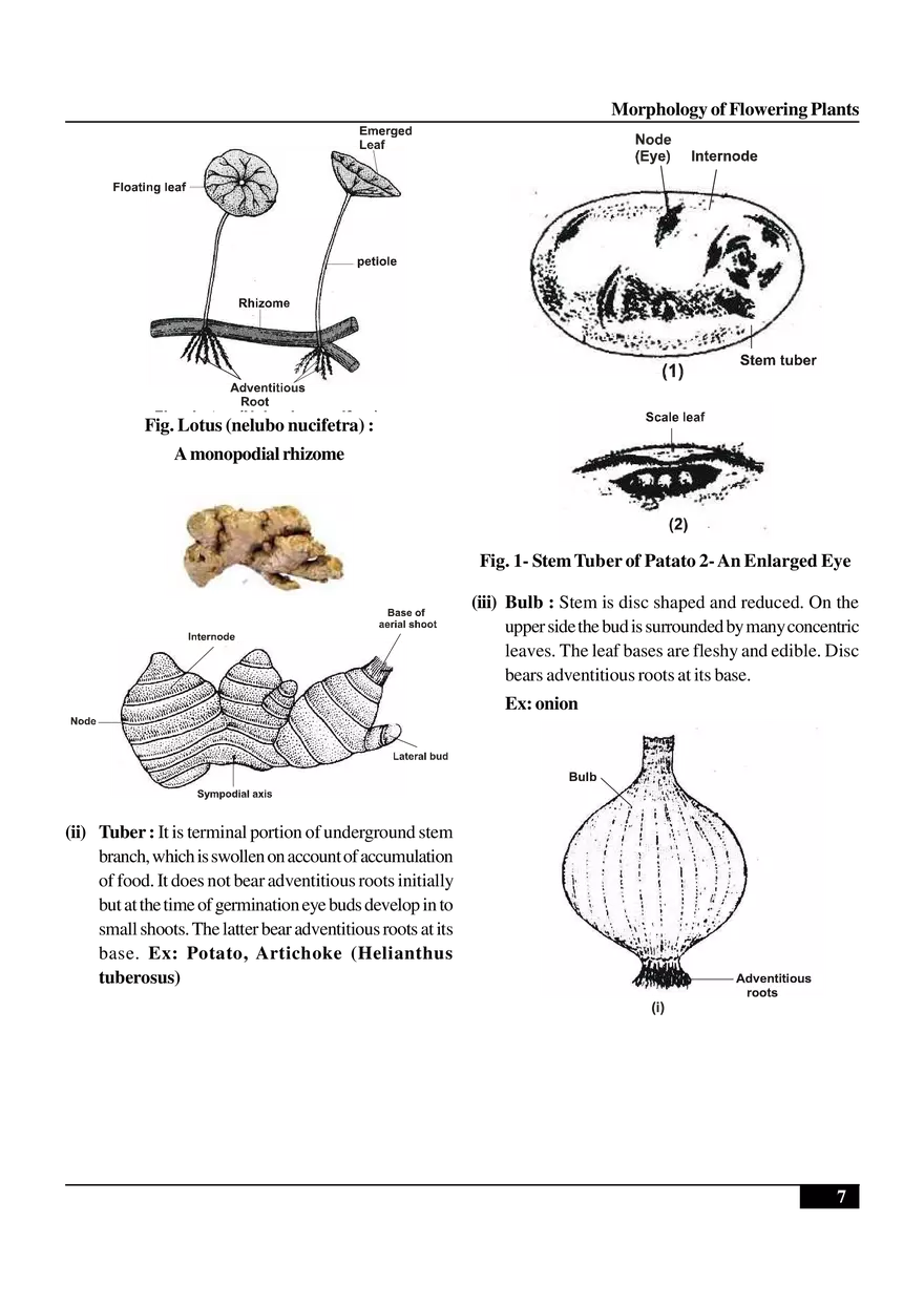 Morphology of Flowering Plants - Page 20