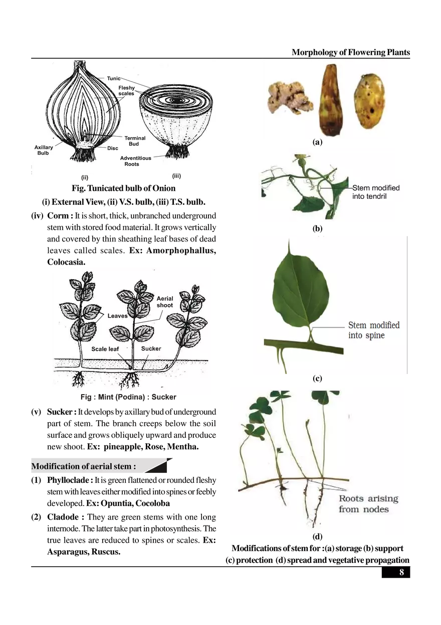 Morphology of Flowering Plants - Page 21
