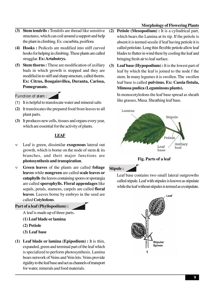 Morphology of Flowering Plants - Page 22